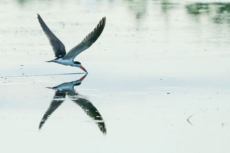 A Black Skimmer, Sunrise